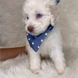Aussiedoodle, Bordoodle, Goldendoodle, Irish Doodle, Labradoodle, and Poodle Puppies from Sugar Camp Canine - Maxwell