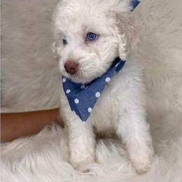 Aussiedoodle, Bordoodle, Goldendoodle, Irish Doodle, Labradoodle, and Poodle Puppies from Sugar Camp Canine - Maxwell