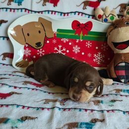 Puppy 7 - Chocolate and cream male Dachshund puppy in Riverside, California from Saddle Up Dachshunds