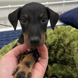 Female 1 - Black and tan female Manchester Terrier puppy in Lyman, Virginia from Raintree Manchester Terriers