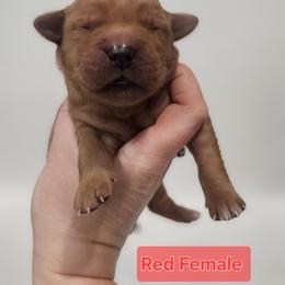 4th pick Female - Dark golden female Golden Retriever puppy in Mocksville, North Carolina from Hunting Creek Farm & Kennel