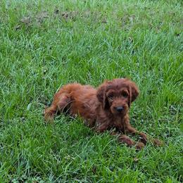 Sean - Red male Irish Doodle puppy in Bonifay, Florida from Heavenly Poodles