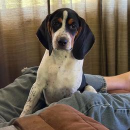 Oreo - Black tan and bluetick male Beagle puppy in Brooksville, Florida from Southern Skye Farm