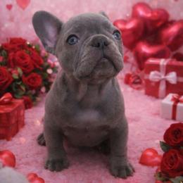 Bubbles - Tricolors female French Bulldog puppy in Windsor, Colorado from NOCO French Bulldogs