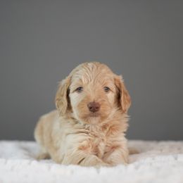 Jersey - Red female Bernedoodle puppy in Caldwell, Idaho from Boise Doodle Co.