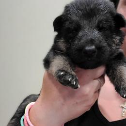 Orange - Black and red male German Shepherd puppy in Coatesville, Pennsylvania from Jessica's German Shepherds