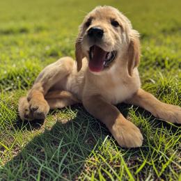 Girl 1 - Golden female Golden Retriever puppy in Plant City, Florida from All shades Golden