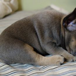 French Bulldogs from AKC Certified Frenchies