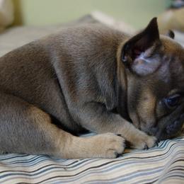 French Bulldogs from AKC Certified Frenchies