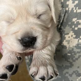 Golden Retrievers from CentralFLGoldens