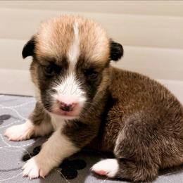 Ruby - Red male Pembroke Welsh Corgi puppy in Kiowa, Colorado from Cool Water Corgis LLC