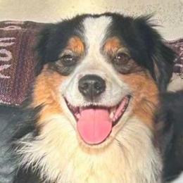 Clay - Miniature American Shepherd