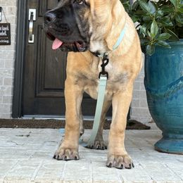 Cane Corso Puppies from Battalion Cane Corso