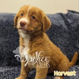 Harvest - Red male Nova Scotia Duck Tolling Retriever puppy in Johnston County, North Carolina from Spitfire Tollers