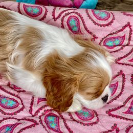 Cavalier King Charles Spaniel Puppies from Bella Fleur Cavaliers