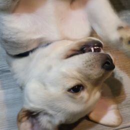 Labrador Retriever puppies from Windfall Labs