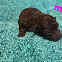 Marigold - Brown and white female Aussiedoodle puppy in Loveland, Colorado from A&L Ranch Aussiedoodles