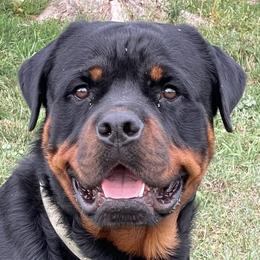 Merlin - Rottweiler