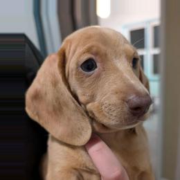 Isabella dapple - Fawn (isabella) and tan female Dachshund puppy in Harrison, Arkansas from Dachshunds on the Hill