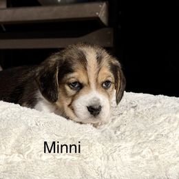 Minni - Black tan and white female Beagle puppy in Mansfield, Missouri from Rippee Creek Kennel