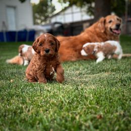 Assorted Doodle Crosses Puppies from Golden Palms Puppies
