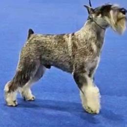 Bubba - Standard Schnauzer
