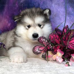 Solara - Sable and white female Alaskan Malamute puppy in Spokane, Washington from Asgard Wooly Malamutes