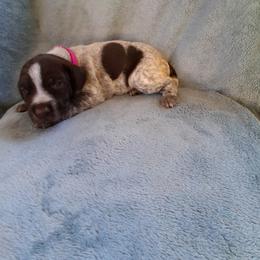Pink girl - Liver and white female German Wirehaired Pointer puppy in Potosi, Wisconsin from Point and Flush Gun Dogs
