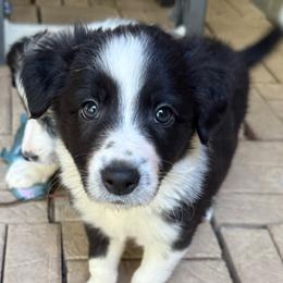 Classy girl - Black and white female Border Collie puppy in Fairview, Tennessee from Hoffman Forest Acres LLC