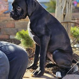 Yellow collar - Brindle Boxer puppy in Buffalo, Wyoming from Jtbuckingham Boxers