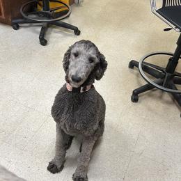 Bianca - Poodle