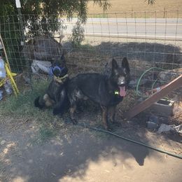 German Shepherds from Lisa Celoni's German Shepherds