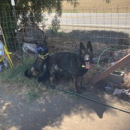 German Shepherds from Lisa Celoni's German Shepherds