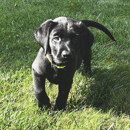 Cannolo - Black male Labrador Retriever puppy in White Bear Lake, Minnesota from Labs Of The Lake