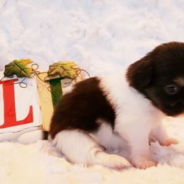 Tibetan Spaniel Puppies from Trillium Tibetan Spaniels