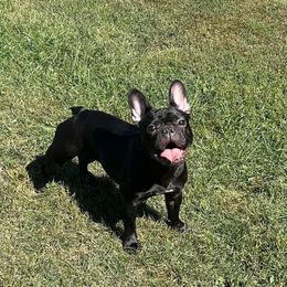 Onyx - French Bulldog