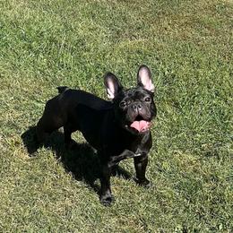 Onyx - French Bulldog