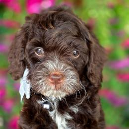 Bruce Grey Collar - Brown and white male Bernedoodle puppy in Vernon, Texas from Sugarland's Texas Goldendoodles