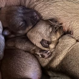Swedish Vallhund puppies from Maena Swedish Vallhunds