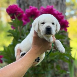 Jack - Yellow male Labrador Retriever puppy in Cave Junction, Oregon from Serenity Labradors
