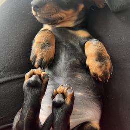 Dachshund Puppies from Phillian Family Mini Dachshunds