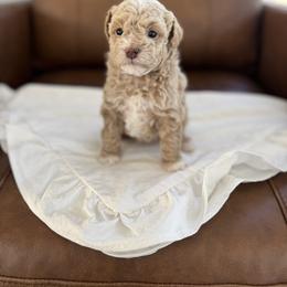 Purple - Cream female Poodle puppy in Twin Lake, Michigan from Paige's Poodles