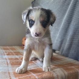 Shelby - Blue merle female Border Collie puppy in Gary, Indiana from Lake Ridge Border Collies