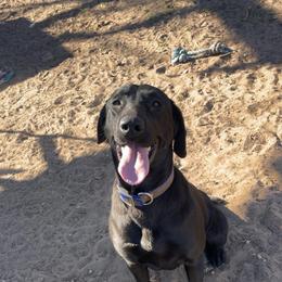 Jade - Labrador Retriever