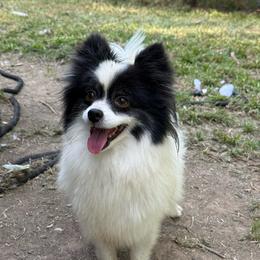 Xori - Black parti female Pomeranian puppy in Tulsa, Oklahoma from CP Kennels