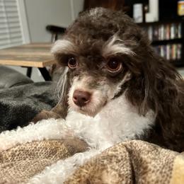 Declan - Poodle
