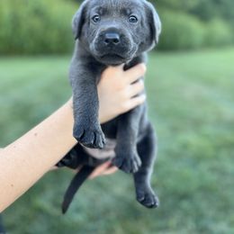 Dilute Retriever and Labrador Retriever Puppies from Lynn Valley Labradors
