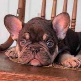 Aubrac - Tricolors male French Bulldog puppy in Fort Atkinson, Wisconsin from Bishop Bullyz