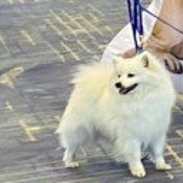 Gracie - American Eskimo Dog