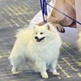 Gracie - American Eskimo Dog